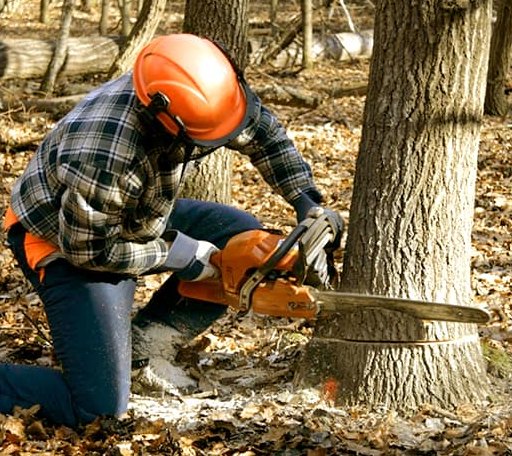 Tree Removal in Weyers Cave, VA